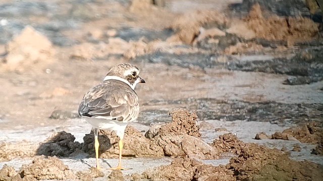 Semipalmated Plover - ML621192213