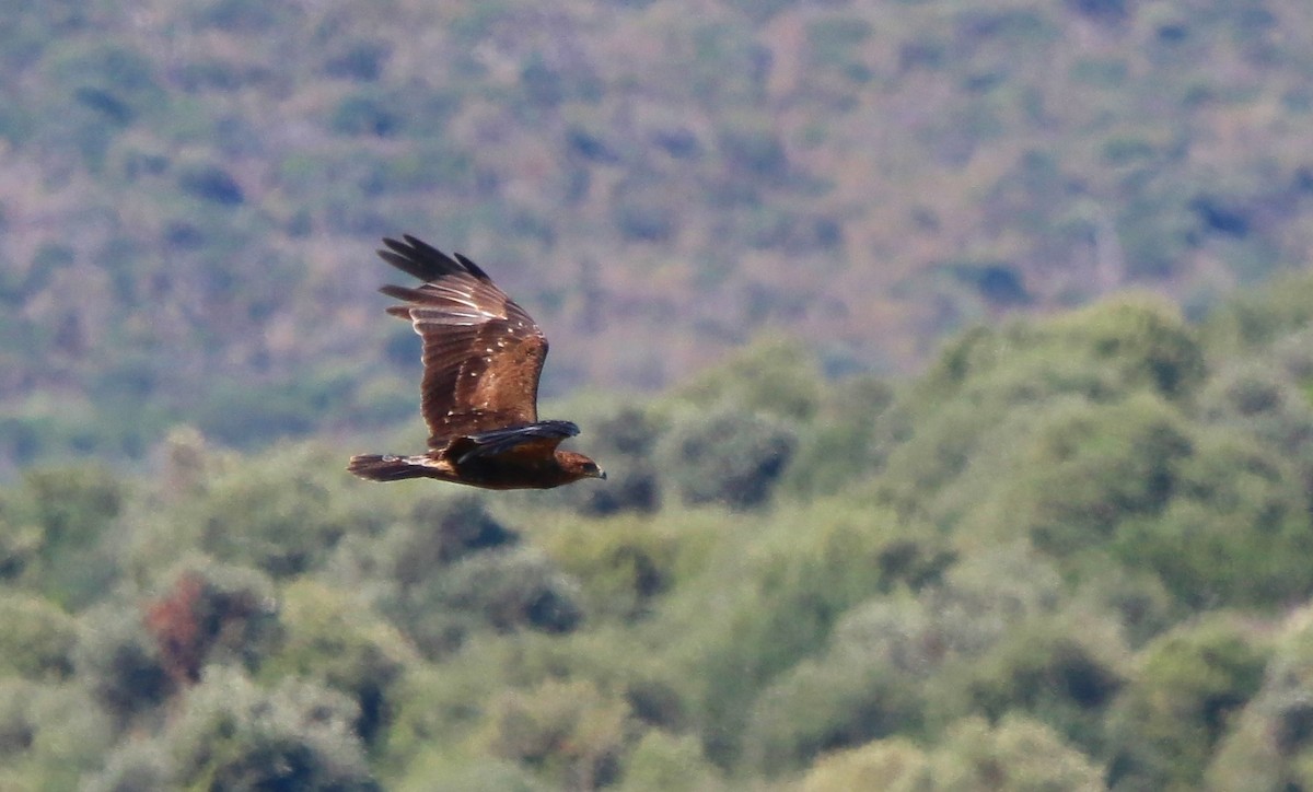 Lesser Spotted Eagle - ML621192228