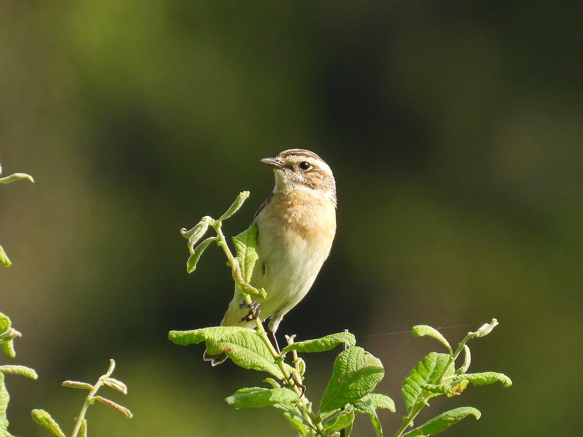 Whinchat - ML621192240