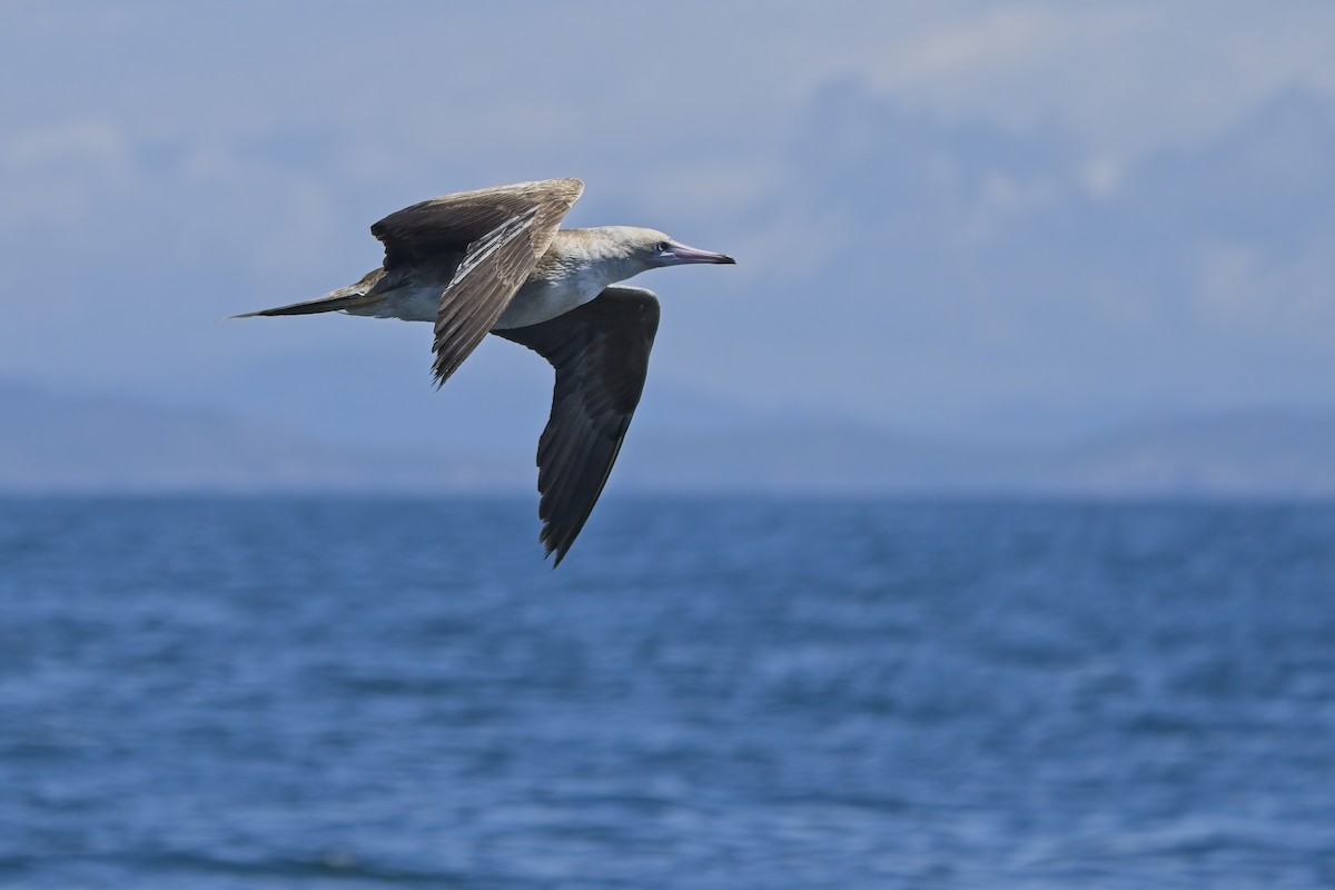 Red-footed Booby - Xabier Vázquez Pumariño