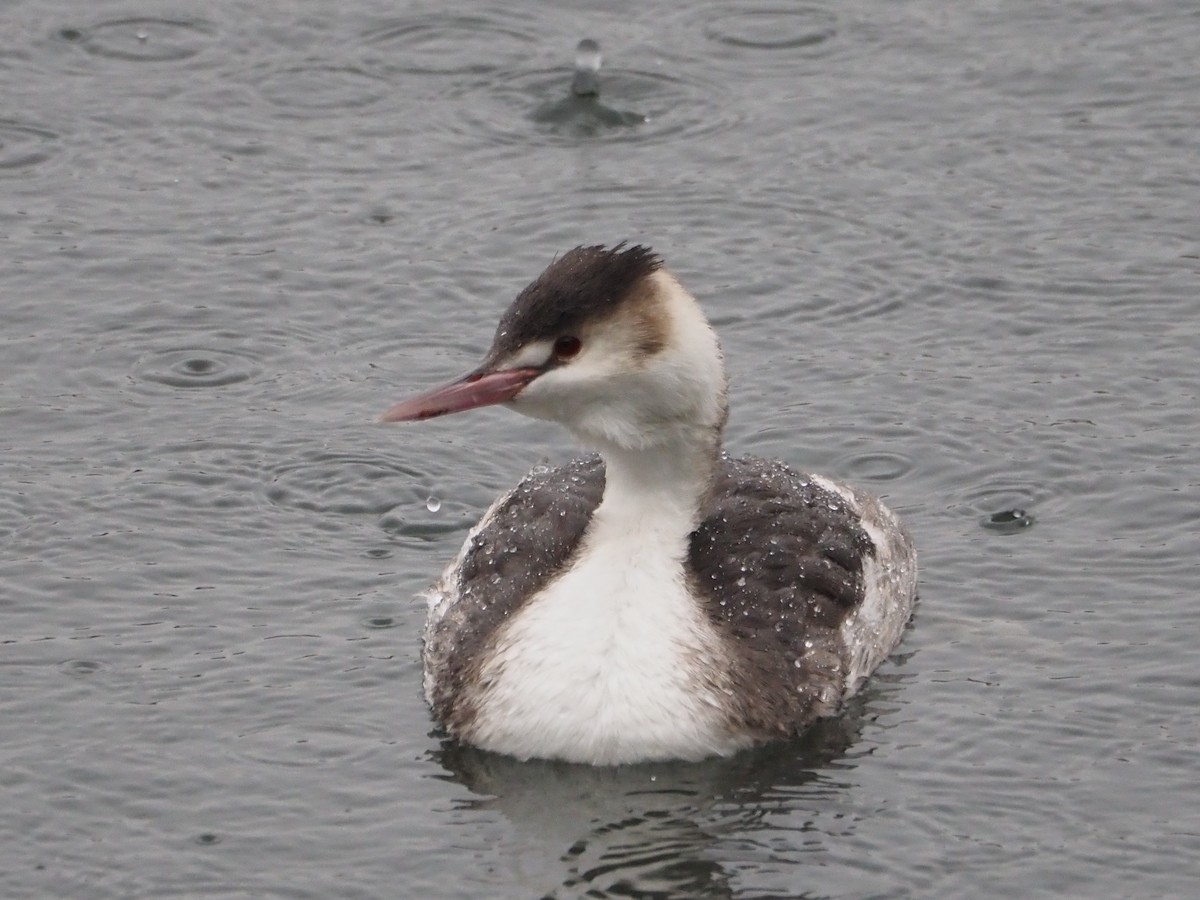 Great Crested Grebe - ML621192247