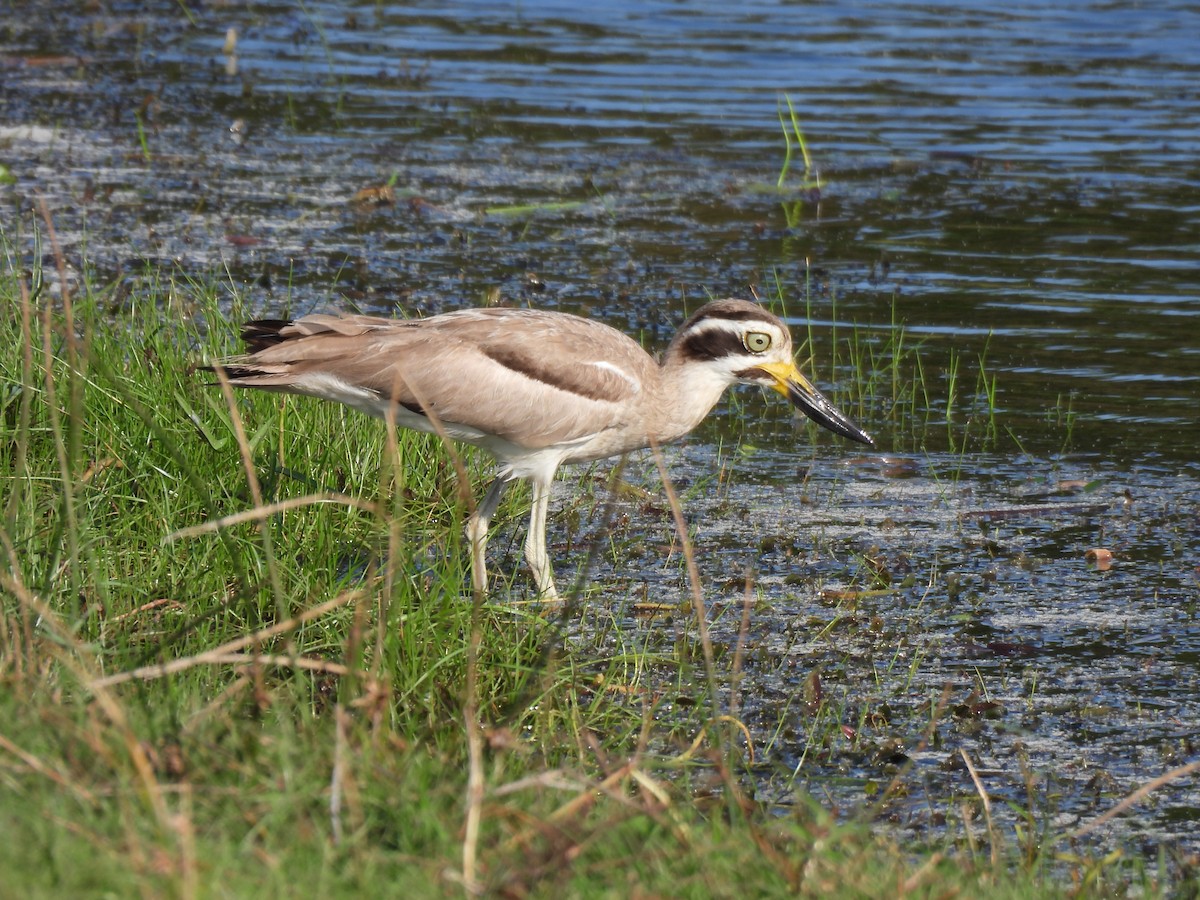 Great Thick-knee - ML621192276
