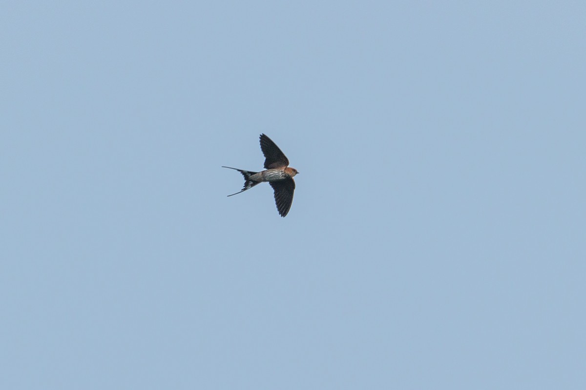 Lesser Striped Swallow - ML621192302