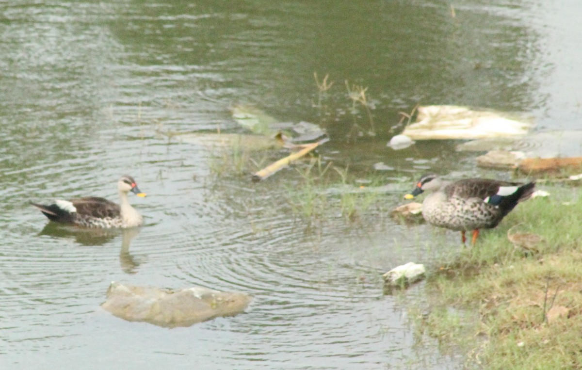 Indian Spot-billed Duck - ML621192315