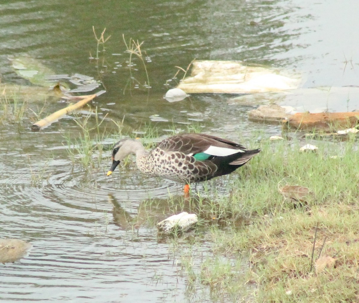Indian Spot-billed Duck - ML621192318