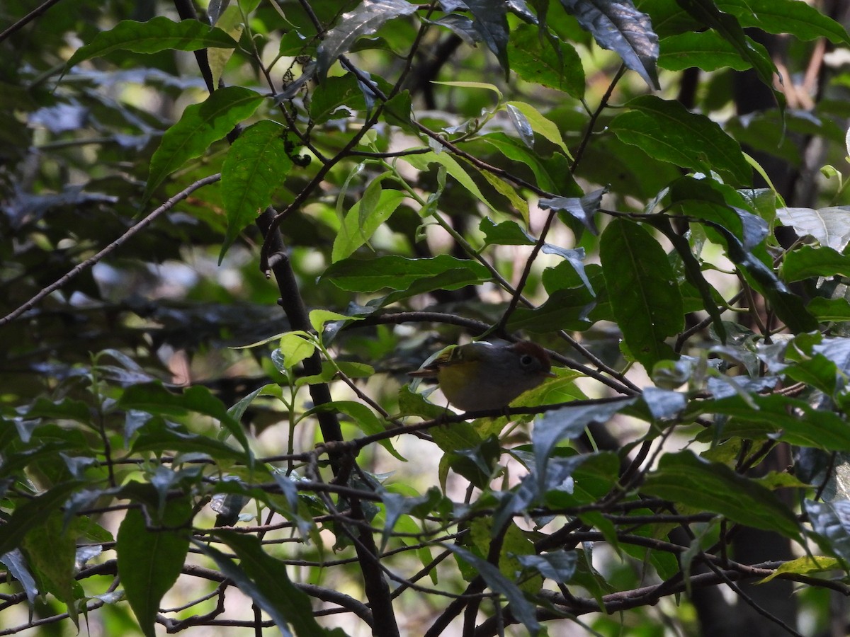 Chestnut-crowned Warbler - ML621192319
