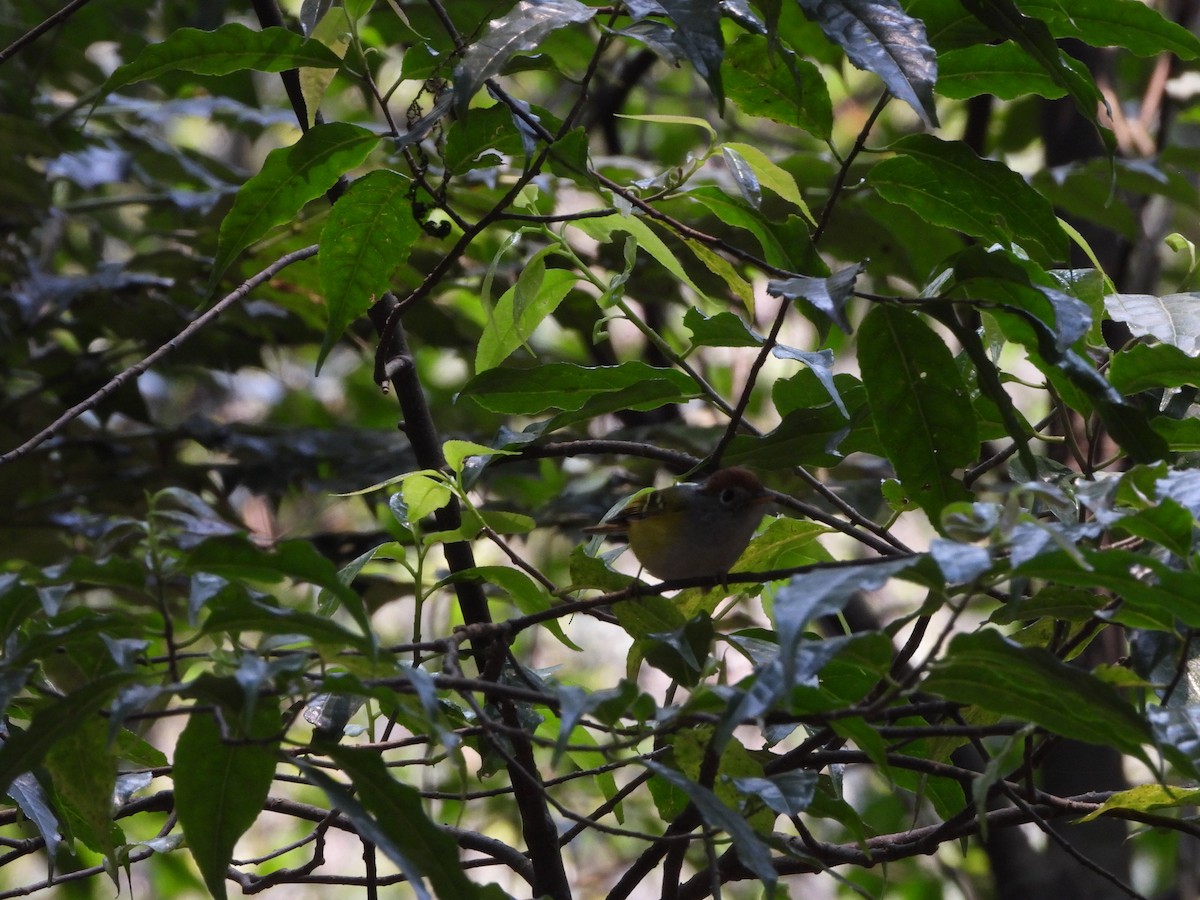 Chestnut-crowned Warbler - ML621192320