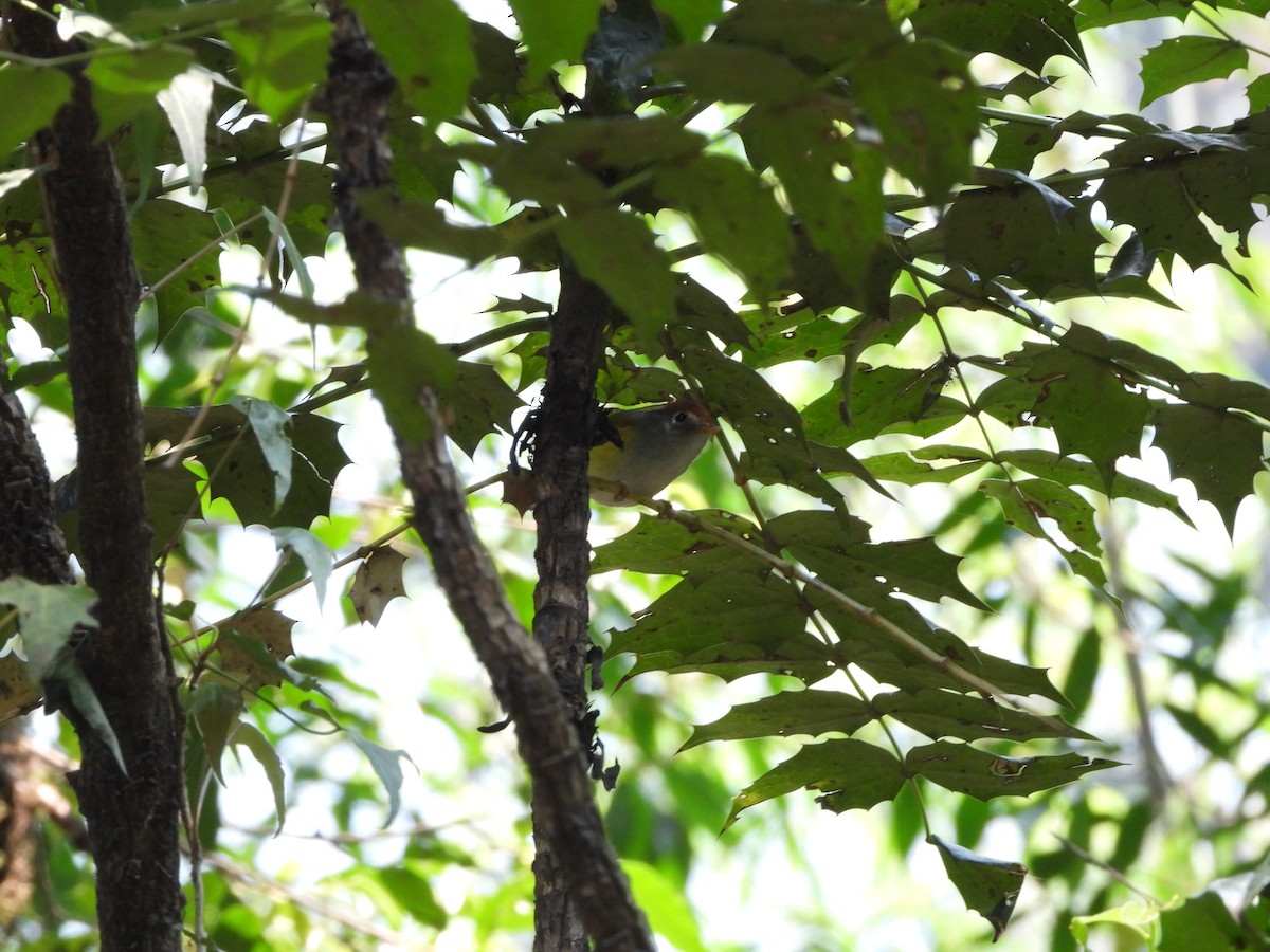 Chestnut-crowned Warbler - ML621192322