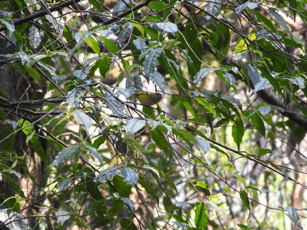 Chestnut-crowned Warbler - ML621192323