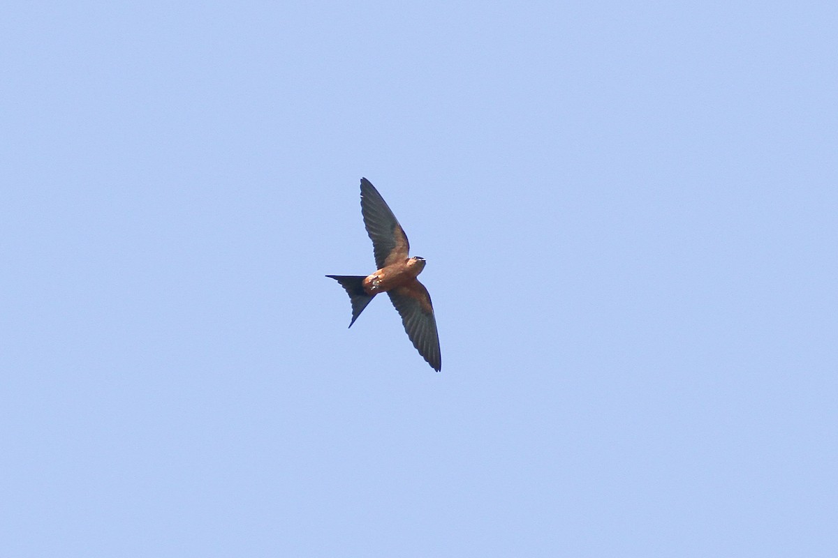 Sri Lanka Swallow - ML621192352