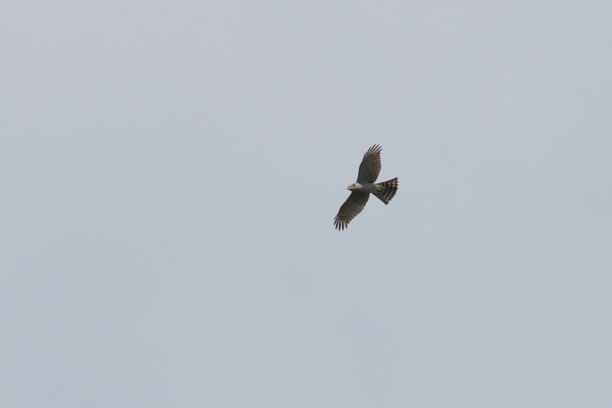 Eurasian Sparrowhawk - ML621192391