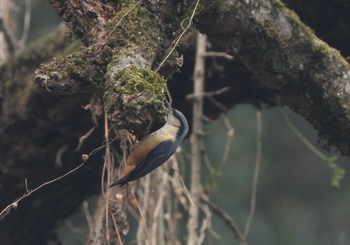 White-tailed Nuthatch - ML621192396