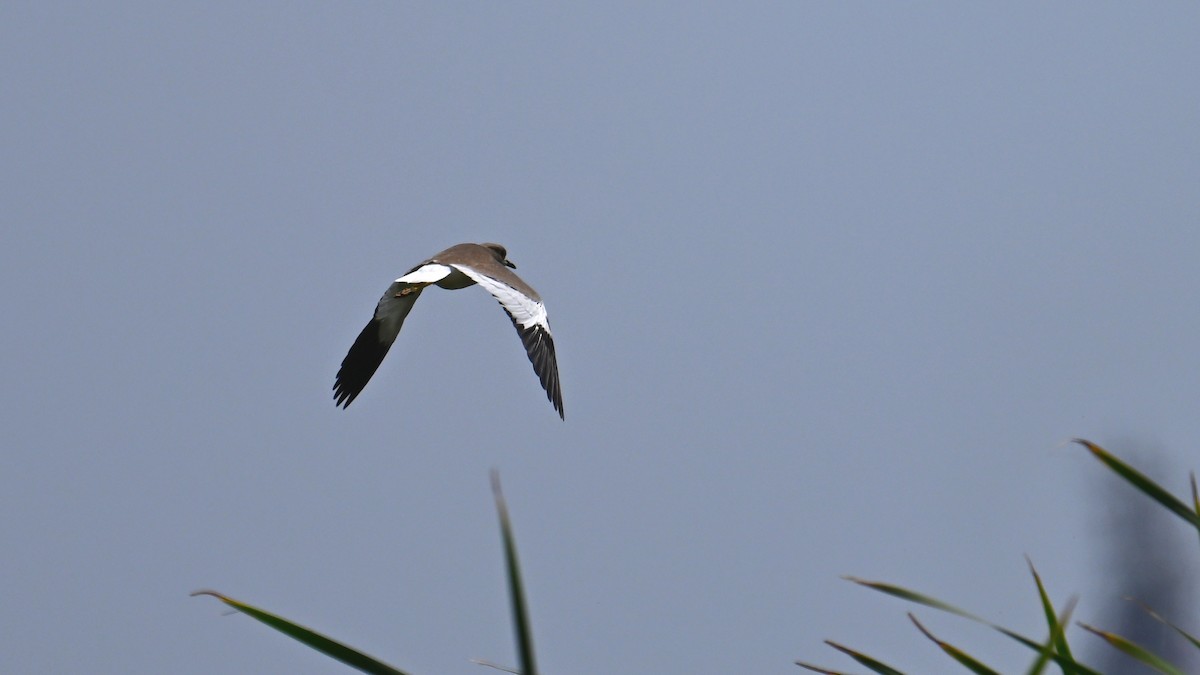 White-tailed Lapwing - ML621192406