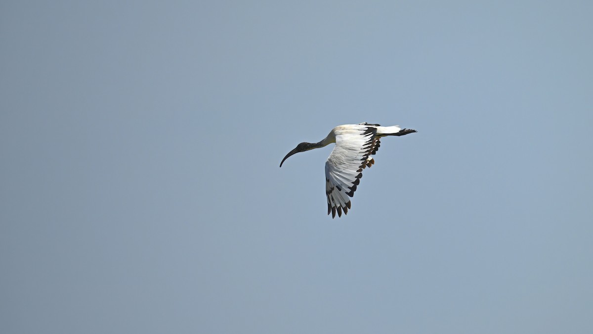 ibis posvátný - ML621192414