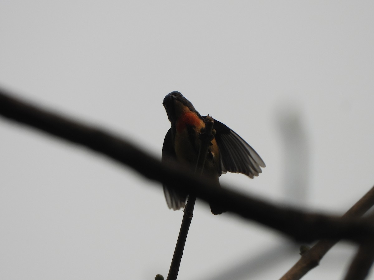 紅胸啄花 - ML621192415