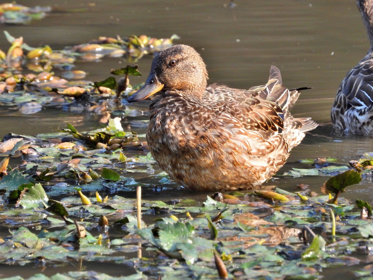 Green-winged Teal - ML621192420