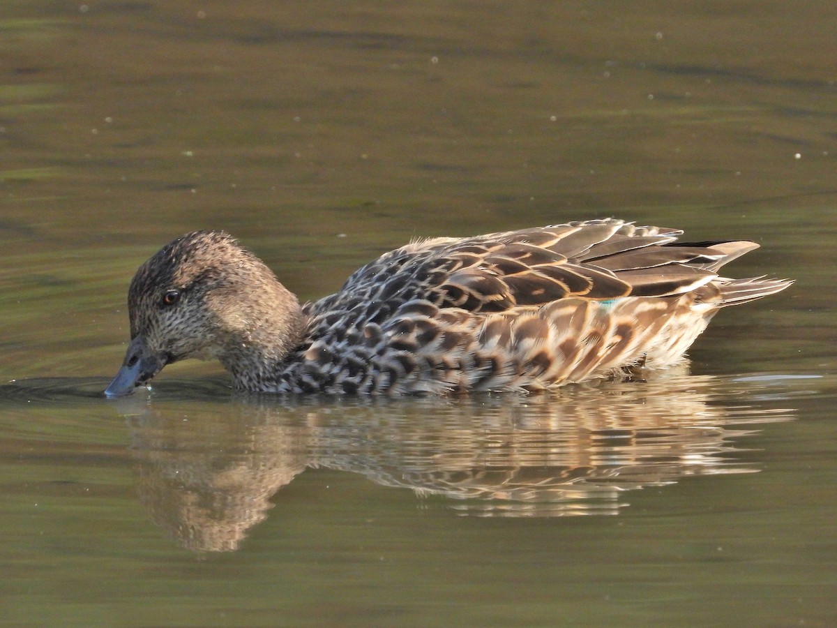 Green-winged Teal - ML621192421
