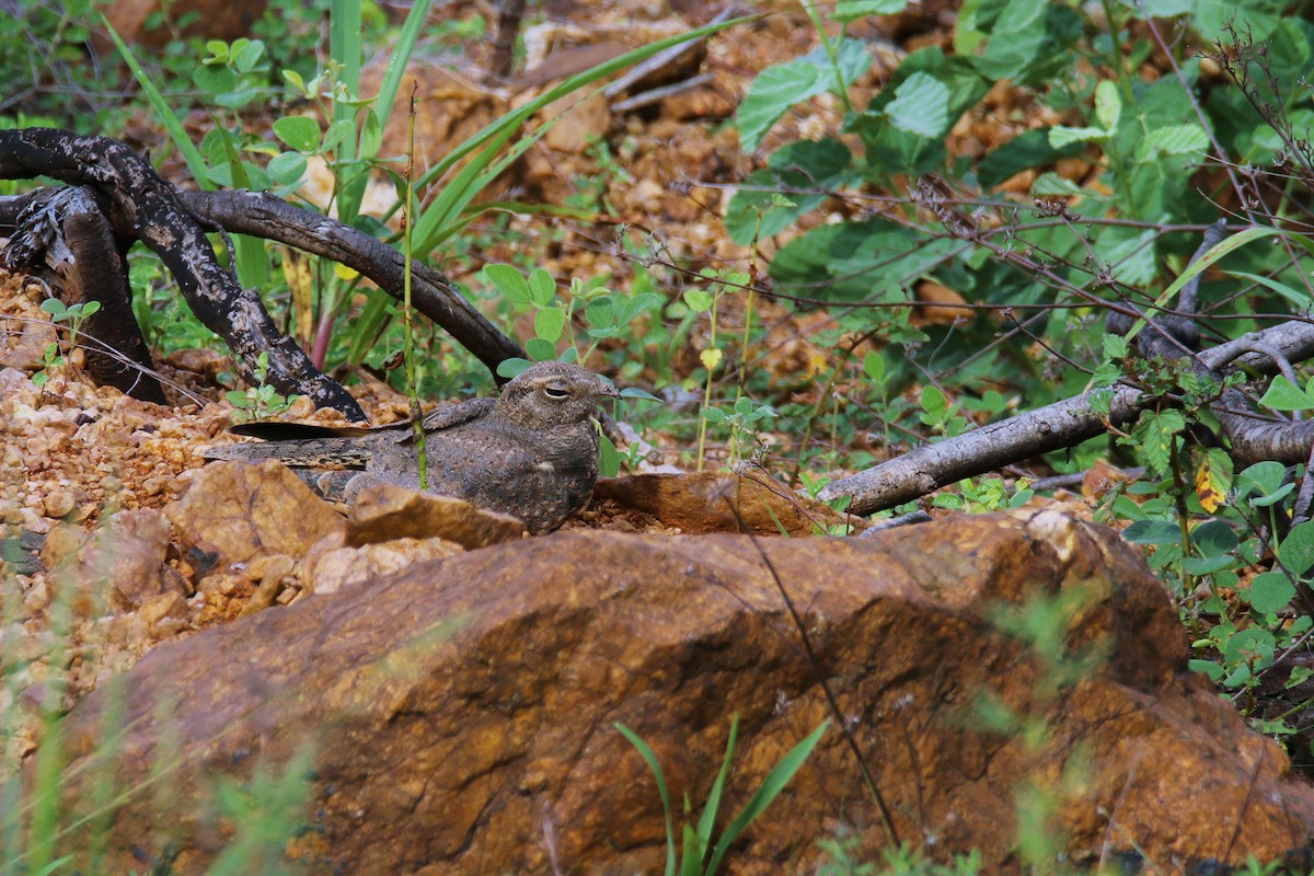 Savanna Nightjar (Northern) - ML621192424