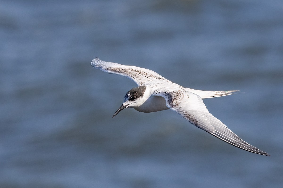 White-fronted Tern - ML621192436