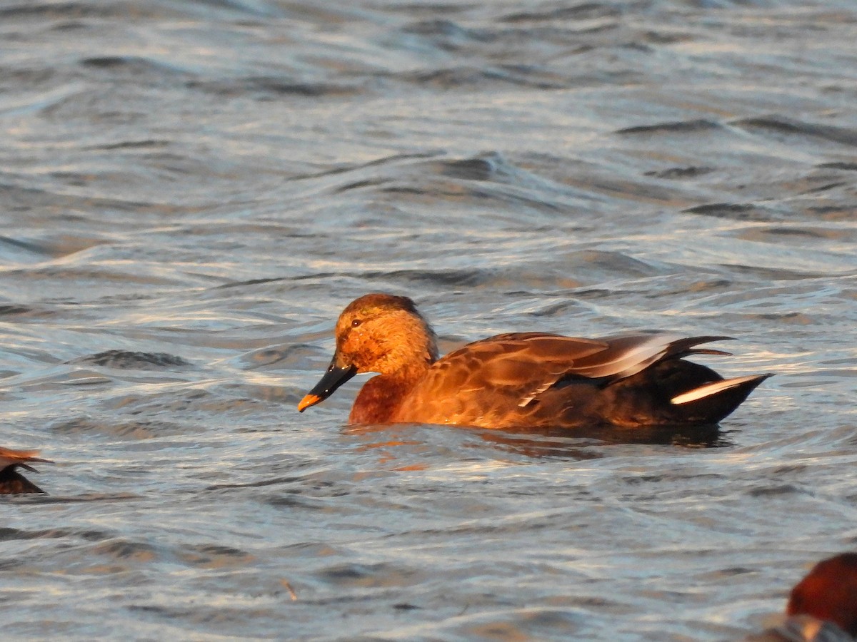 Mallard x Eastern Spot-billed Duck (hybrid) - ML621192441