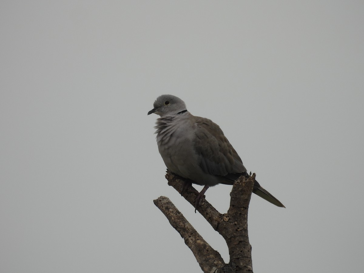 Eurasian Collared-Dove - ML621192472