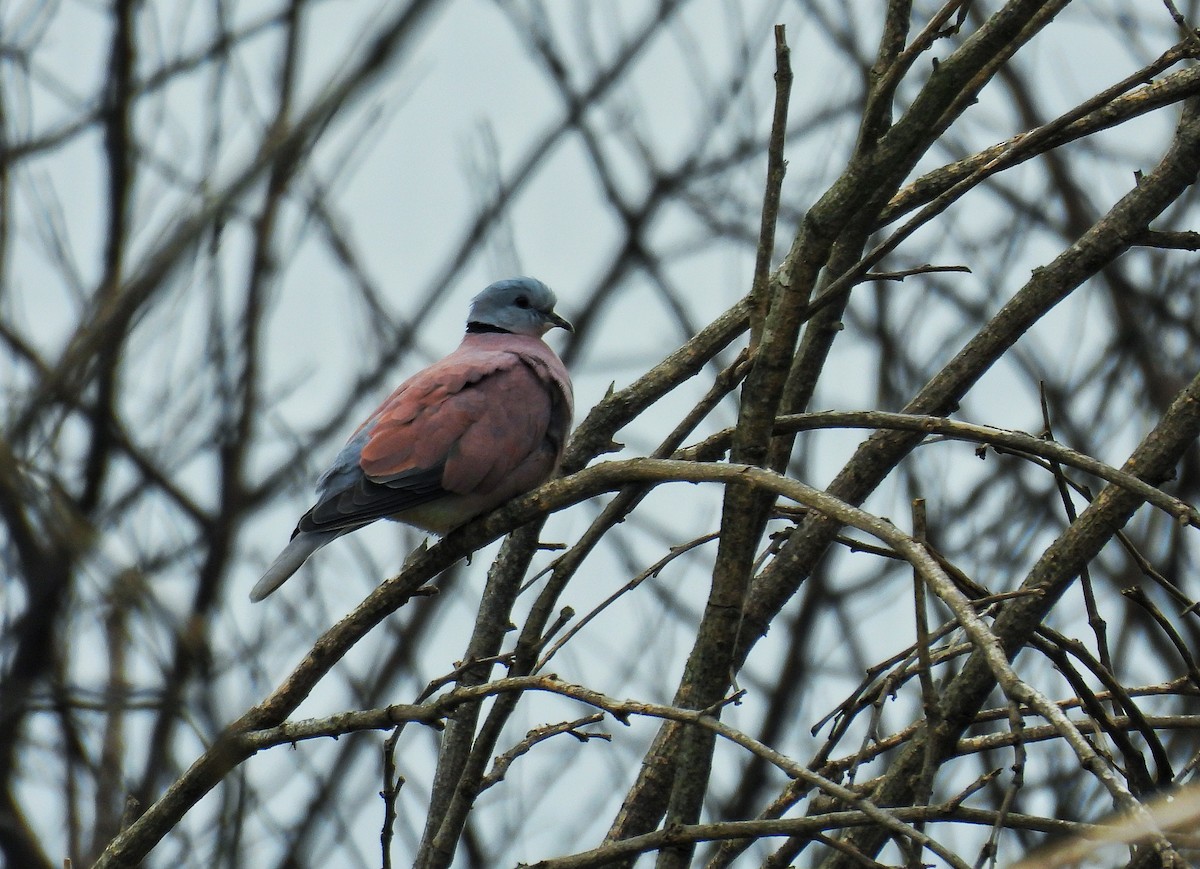 Red Collared-Dove - ML621192476
