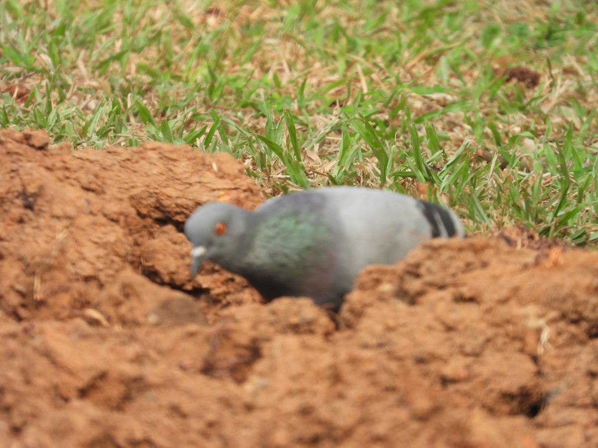 Rock Pigeon (Feral Pigeon) - ML621192477