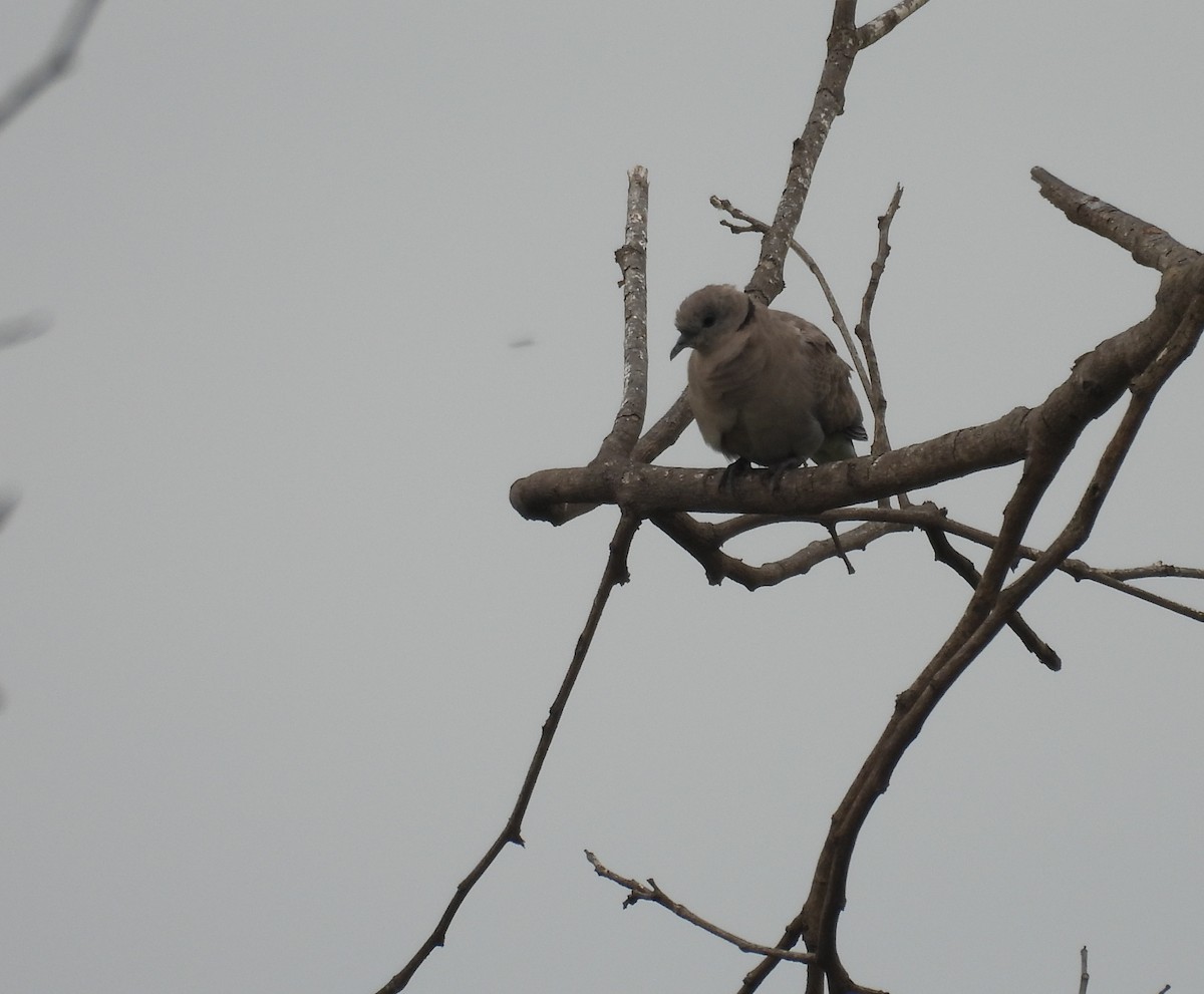 Red Collared-Dove - ML621192478