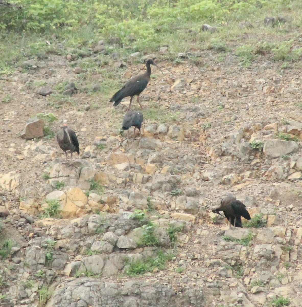 ibis bradavičnatý - ML621192509
