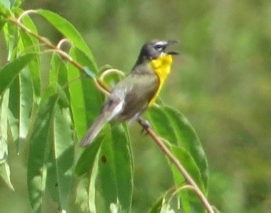 Yellow-breasted Chat - ML62119251