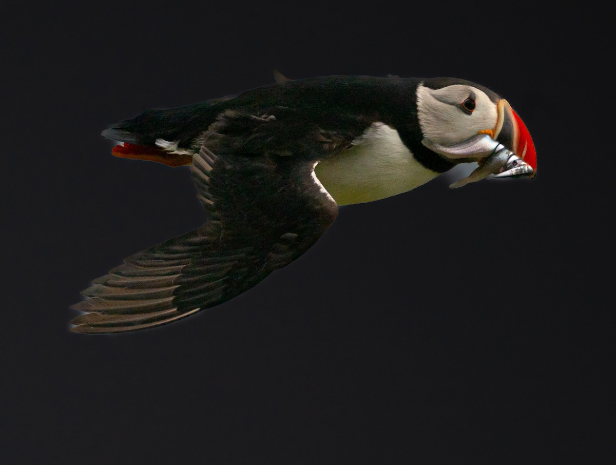 Atlantic Puffin - Odd Helge Gilja