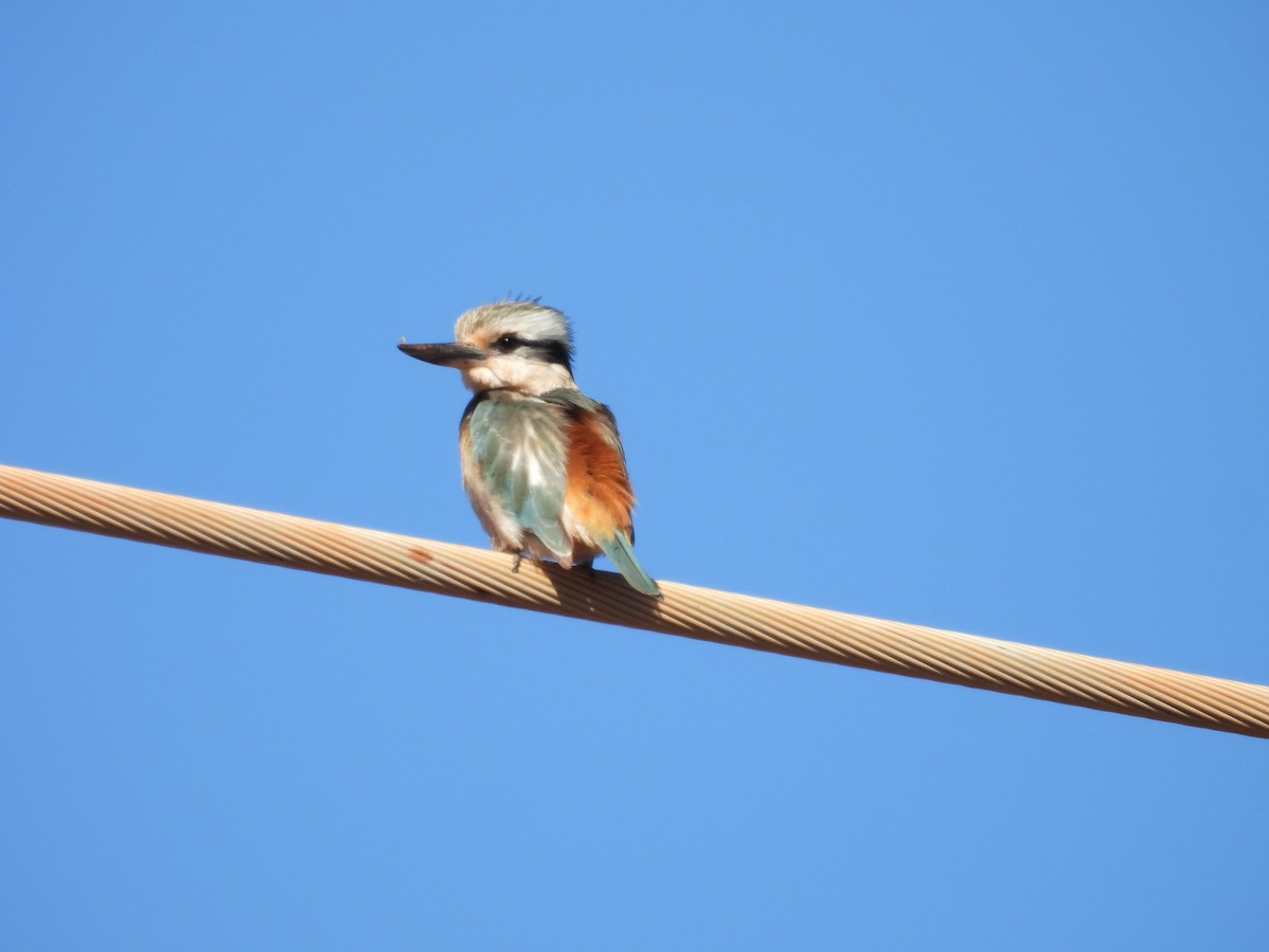 Red-backed Kingfisher - ML621192519