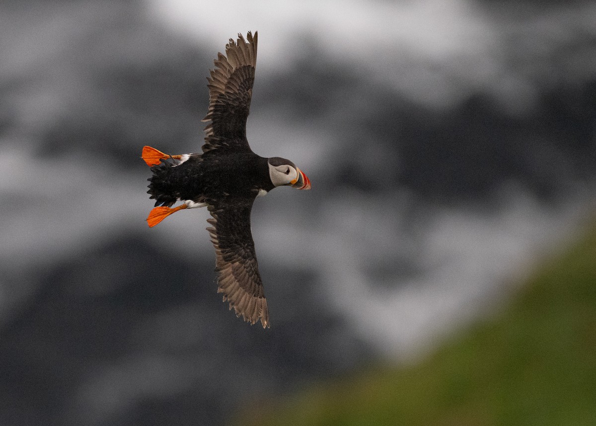 Atlantic Puffin - Odd Helge Gilja