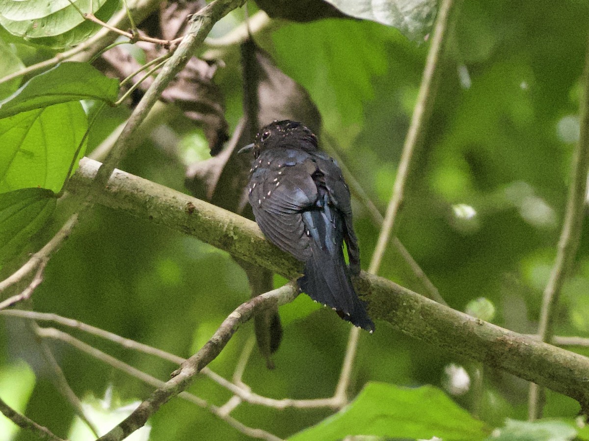 Square-tailed Drongo-Cuckoo - ML621192567