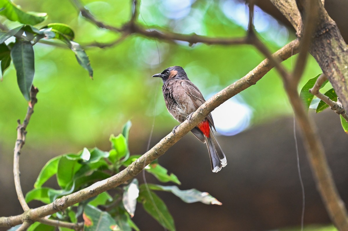 Red-vented Bulbul - ML621192573