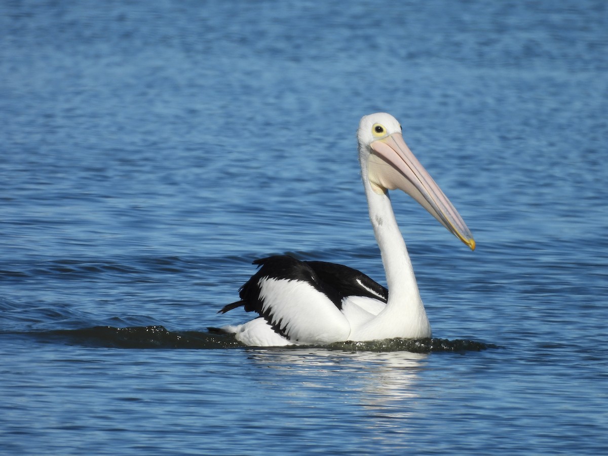 pelikán australský - ML621192577