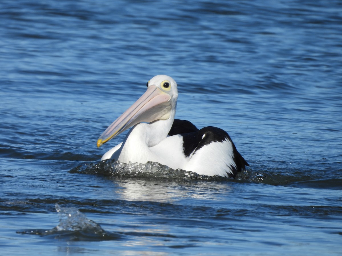 pelikán australský - ML621192578