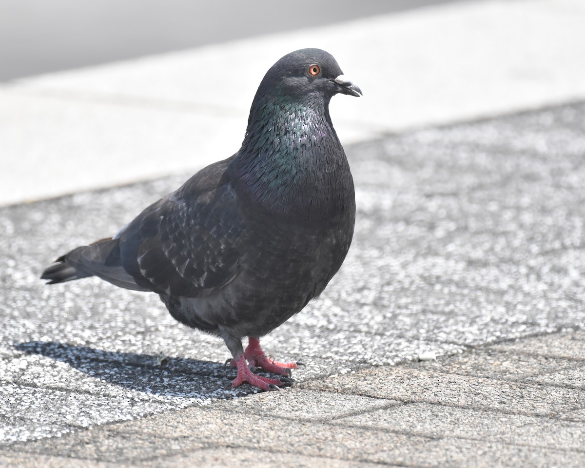 Pigeon biset (forme domestique) - ML621192581