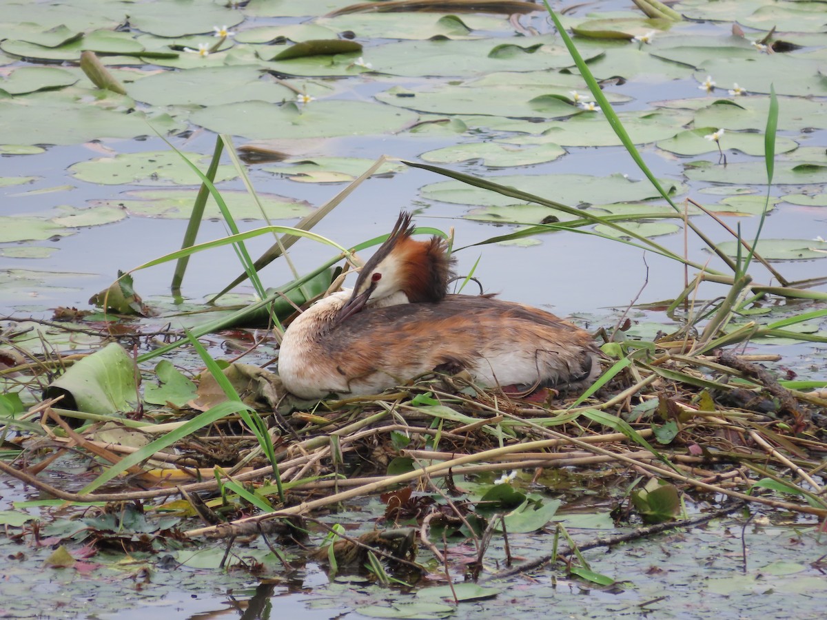 Great Crested Grebe - ML621192595