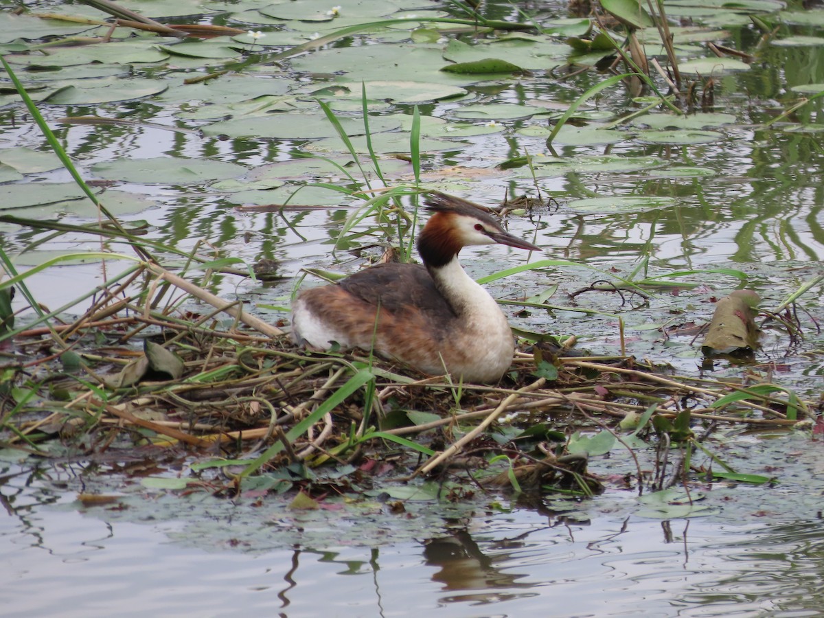 Great Crested Grebe - ML621192596
