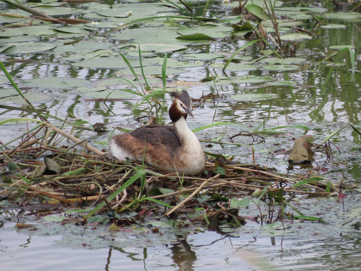 Great Crested Grebe - ML621192597