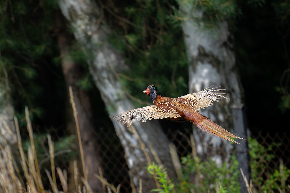Ring-necked Pheasant - ML621192609