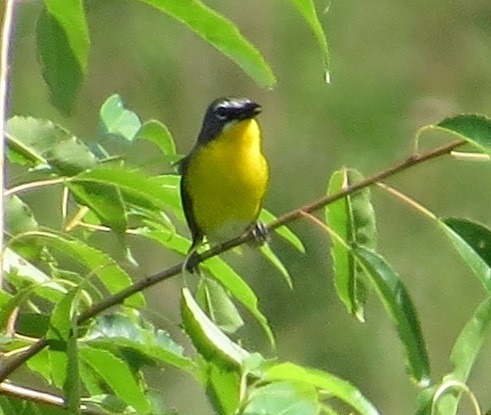 Yellow-breasted Chat - ML62119261