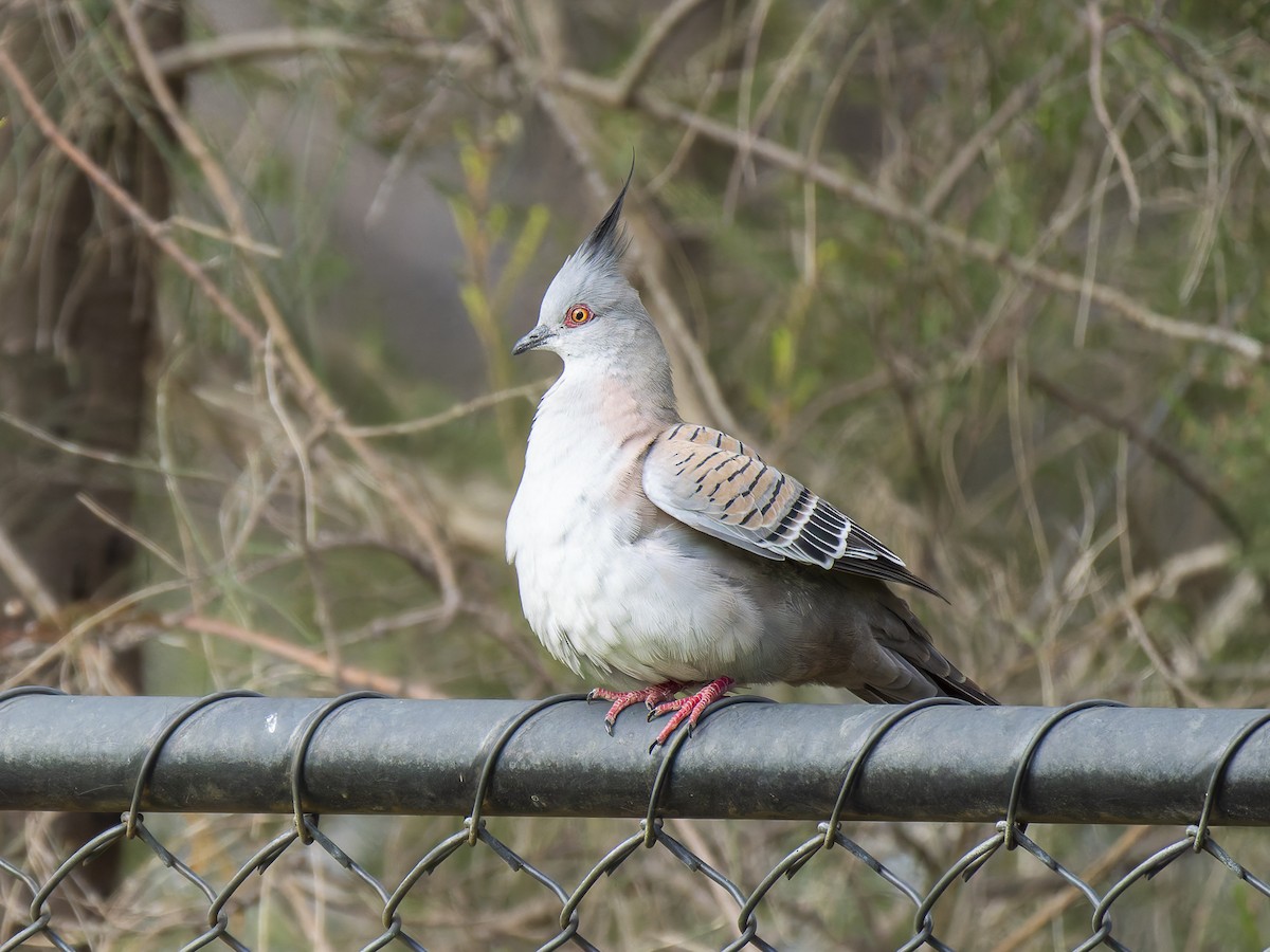 Crested Pigeon - ML621192610