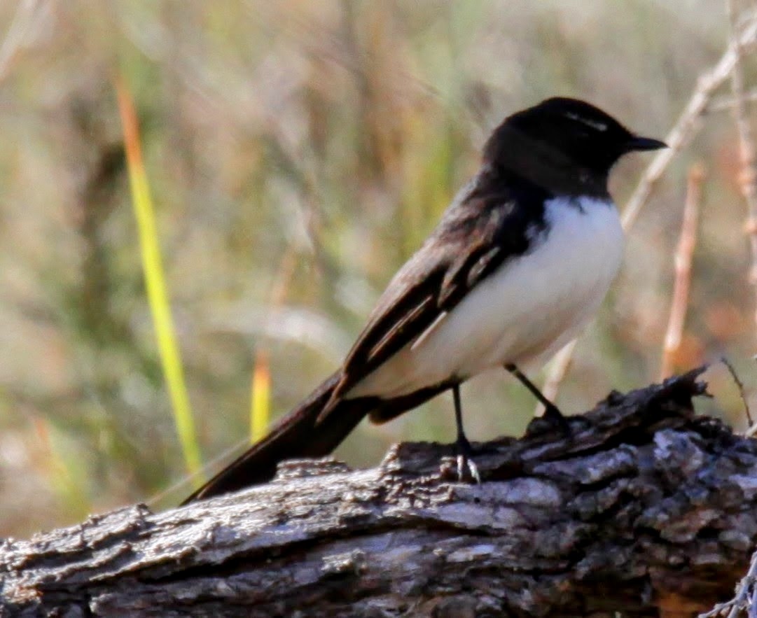 Willie-wagtail - ML621192615