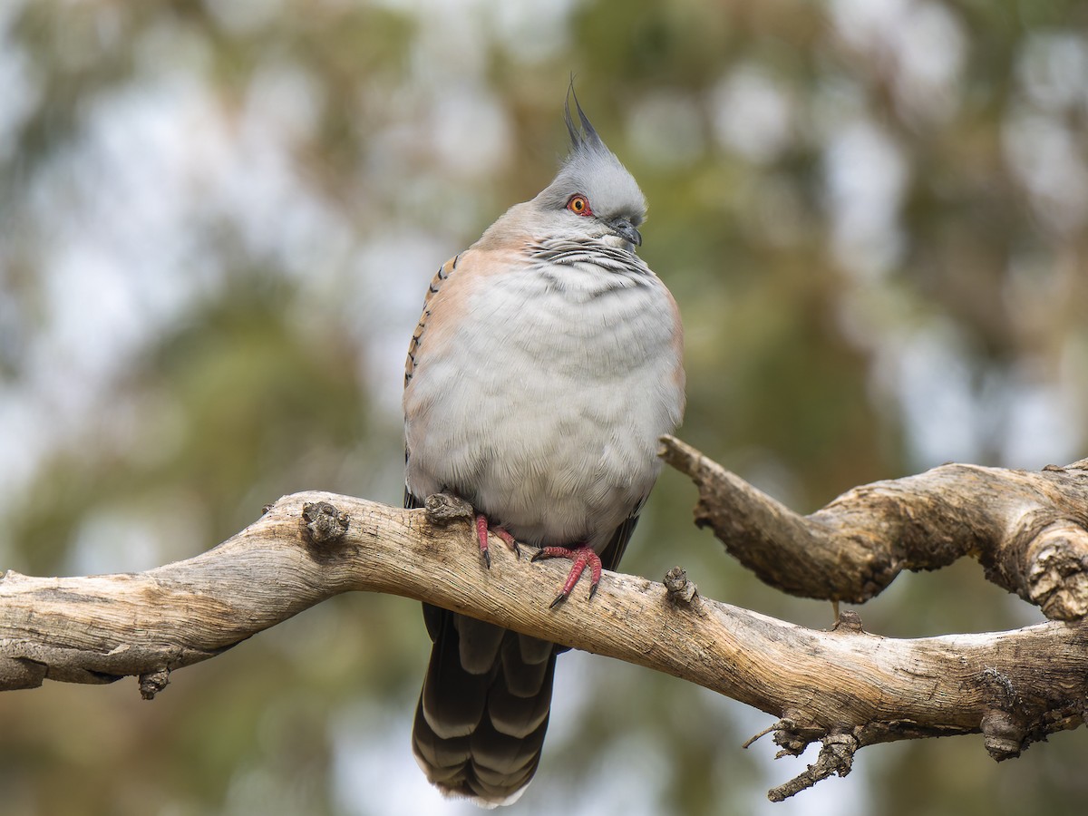 Crested Pigeon - ML621192616