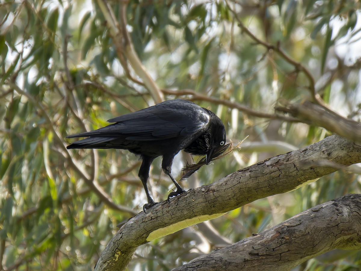 Australian Raven - ML621192647