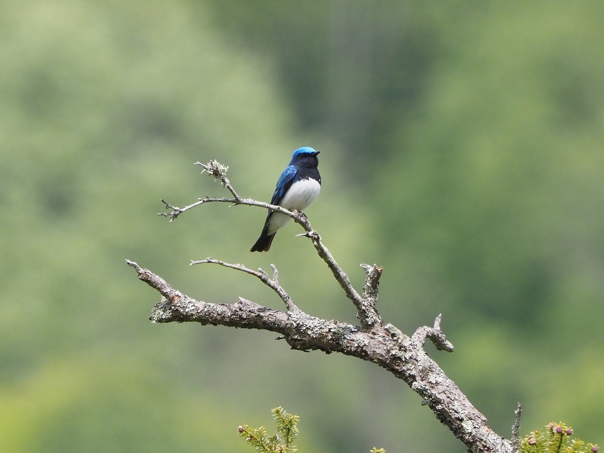Blue-and-white Flycatcher - ML621192681