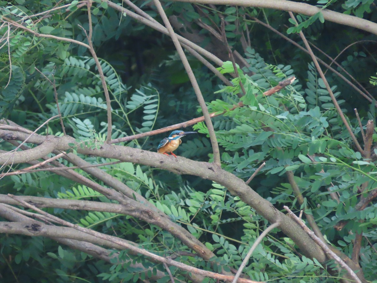 Common Kingfisher - ML621192724