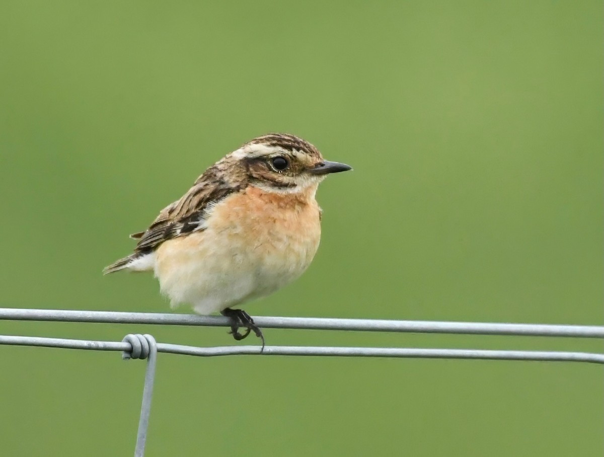 Whinchat - ML621192731
